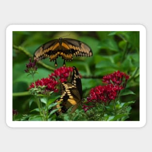 Swallowtail Butterfly Courtship Sticker